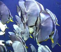 Bat Fish