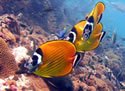Butterfly Fish
