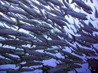 Chevron Baracuda
