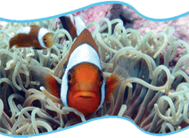 Samui Clownfisch