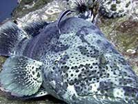 Giant grouper