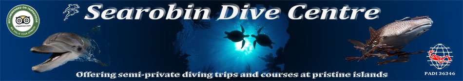 Searobin diving Ko Samui