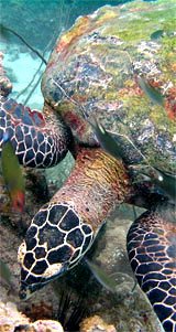 ko samui  scuba diving - turtle