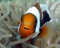 Clown fish at Ko Tao