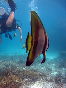 Batfish at Koh Tao