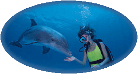 dolphin diver