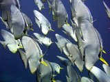 Bat Fishes