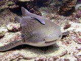 Leopard Shark
