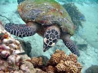 Turtle at Koh Tao