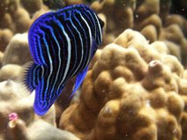 Juvenil Angel Fish