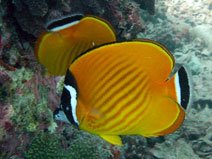 Butterfly Fish diving course in ko samui