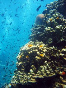 Scuba Diver course PADI Koh Samui