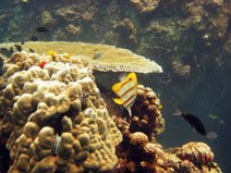 PADI Open Water Diver course Koh Samui