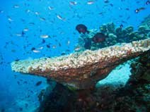Tabel Coral ko samui divng course rescue