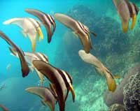 batfish divnig course ko samui
