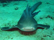 leopard shark rescue course koh samui 
