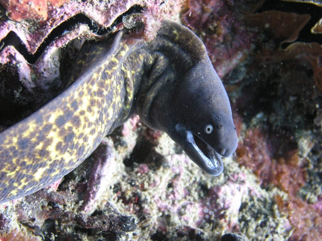 moreyeel scuba taucher