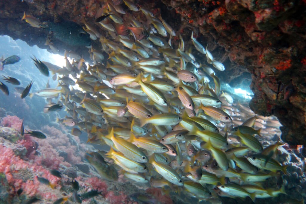 fusillies scuba taucher